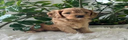 Cavapoo dogs for sale: Dakota  - Ad 7