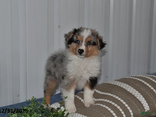 Miniature Australian Shepherd dogs Bubbles - Ad 15