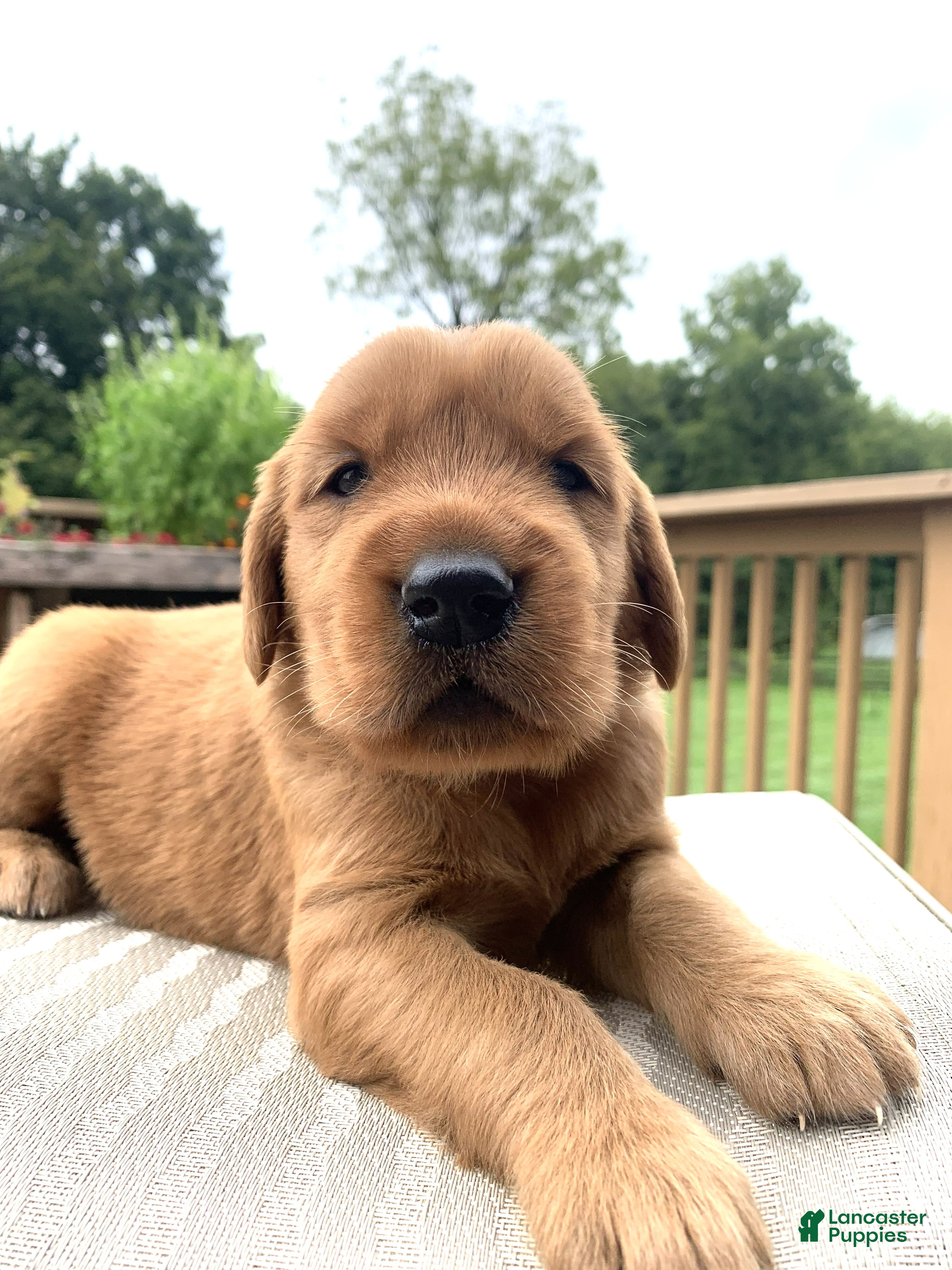 Golden Retriever dogs for sale: Azlan - Ad 2