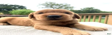 Azlan