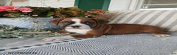 Boxer dogs for sale: Jumbo - Ad 5