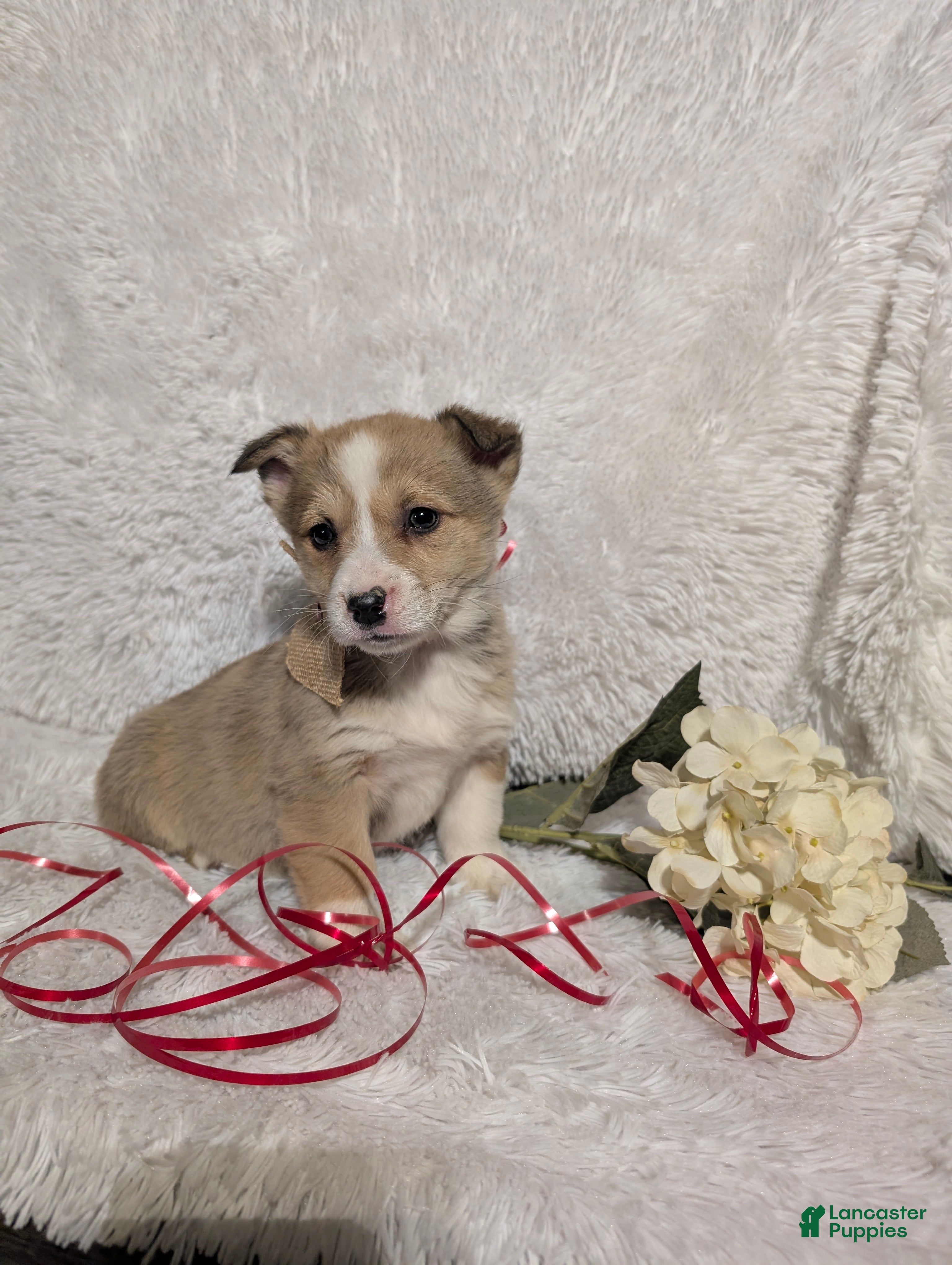 Welsh Corgi Pembroke dogs Kay - Ad 2