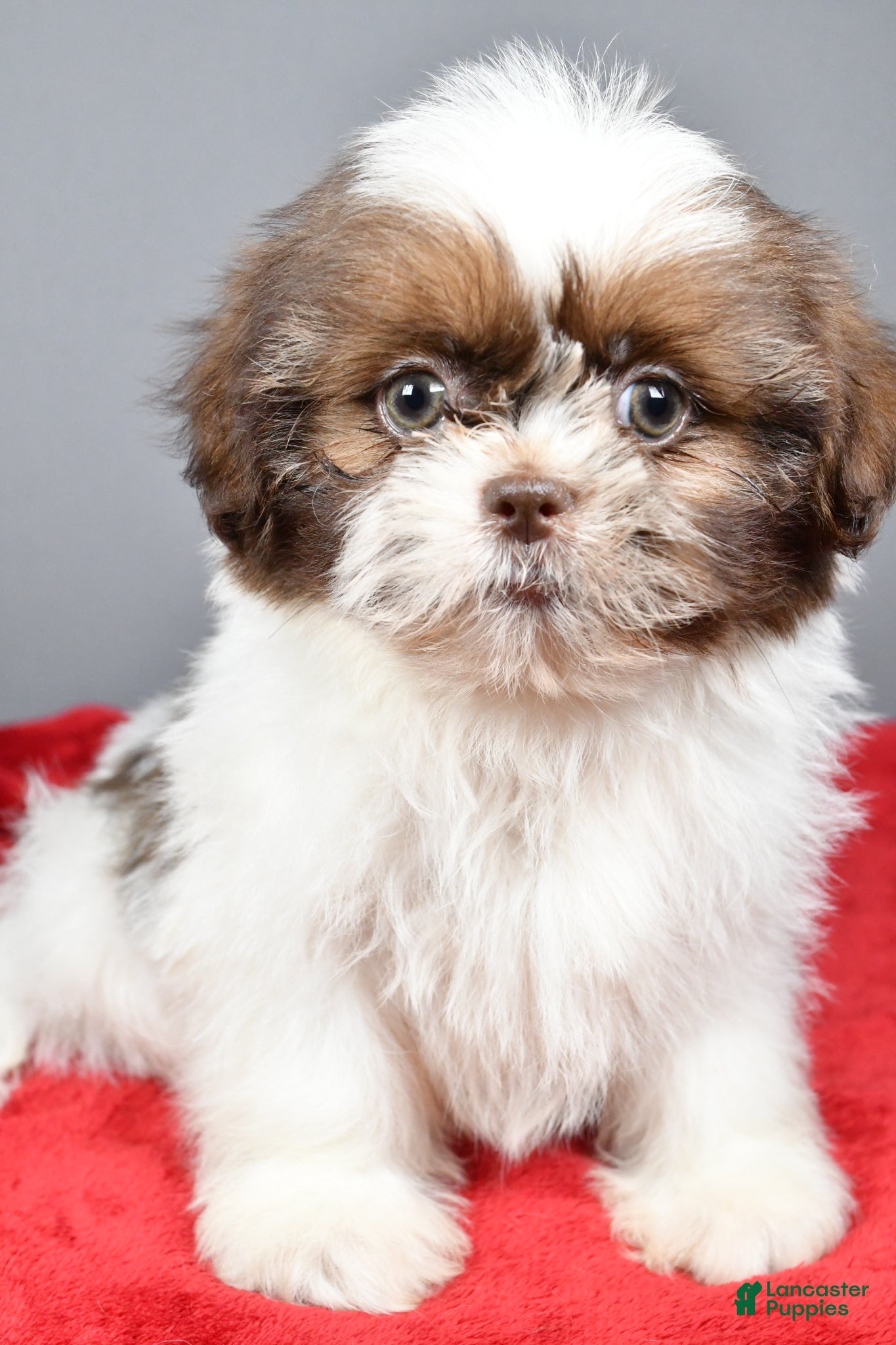 Shih Tzu dogs Peanut - Ad 2