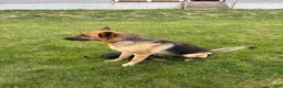 German Shepherd dogs for sale: German Shepherd Puppy 1 - Ad 5