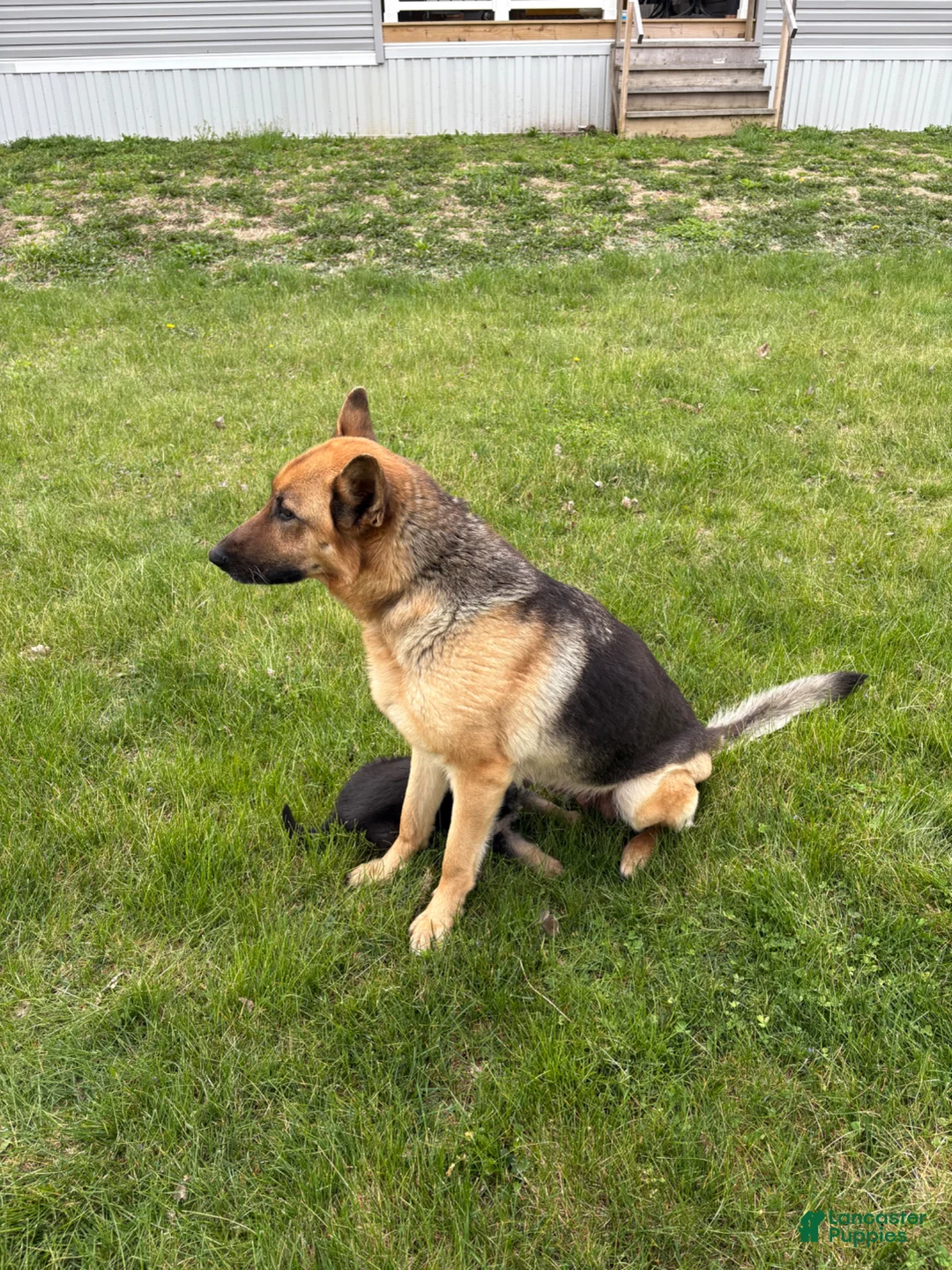 German Shepherd dogs for sale: German Shepherd Puppy 1 - Ad 5