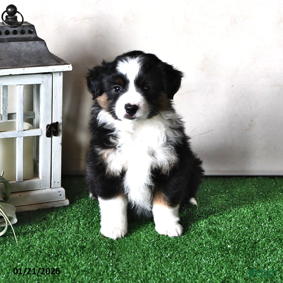 Miniature Australian Shepherd dogs Dawn - Ad 9