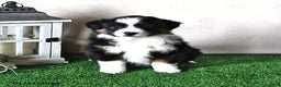 Miniature Australian Shepherd dogs for sale: Dawn - Ad 1
