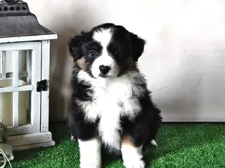 Miniature Australian Shepherd dogs Dawn - Ad 32