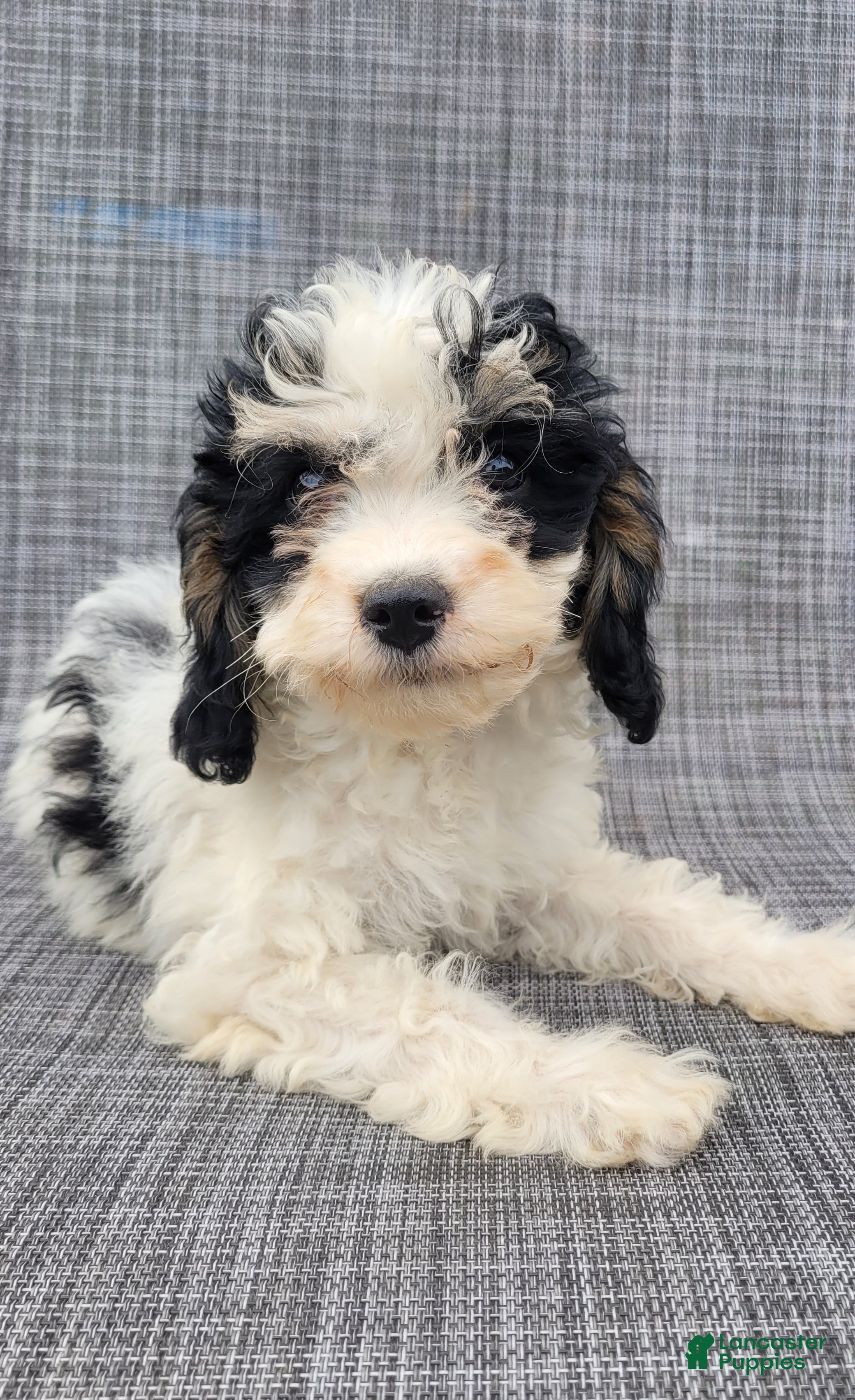 Cavapoo dogs Rosie - Ad 2