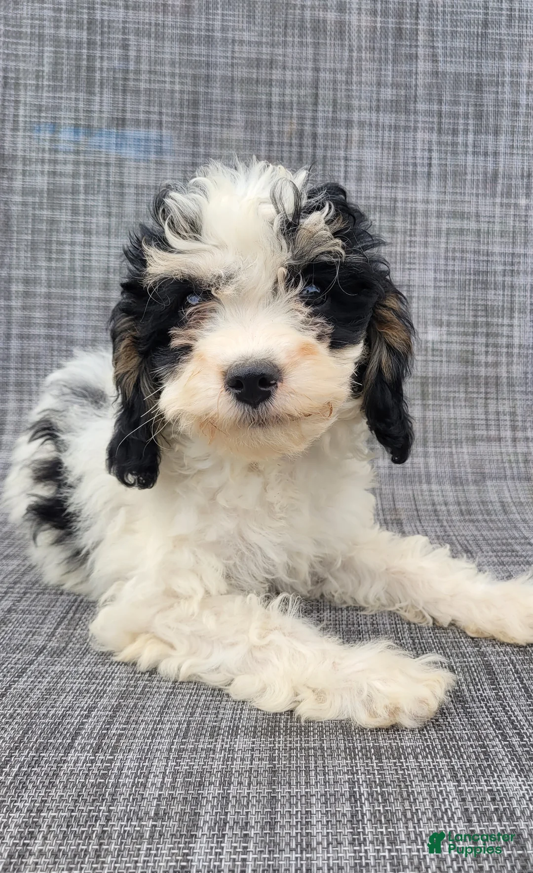 Cavapoo dogs for sale: Rosie - Ad 2