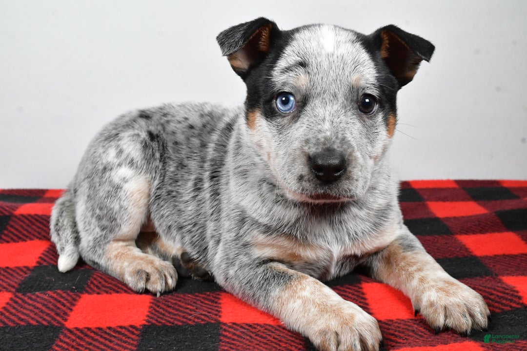 Australian Cattle Dog dogs for sale: Piper - Ad 9