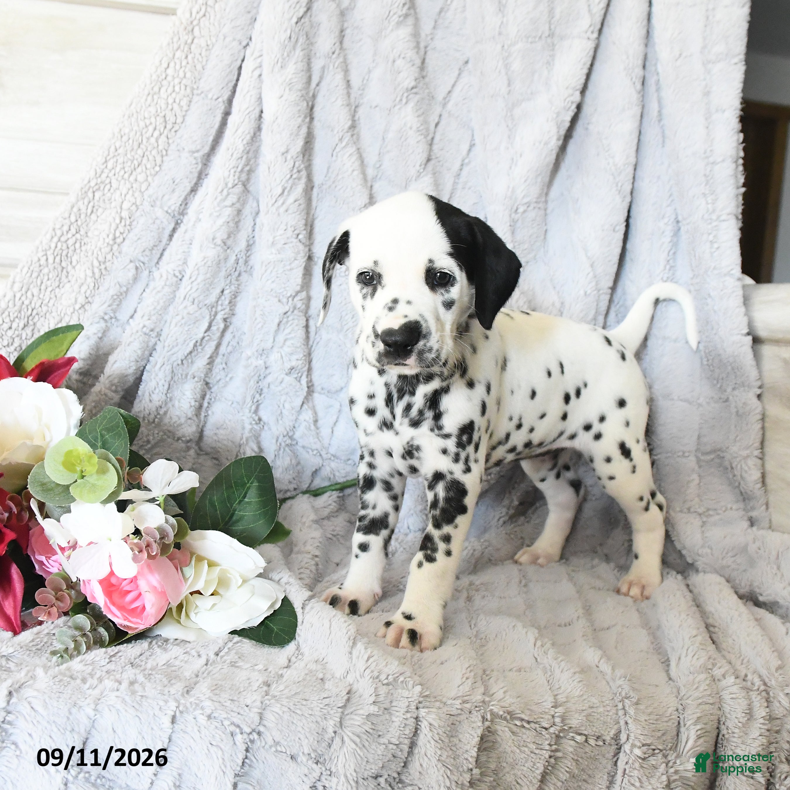 Dalmatian dogs Ellie - Ad 1