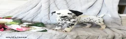Dalmatian dogs for sale: Ellie - Ad 1