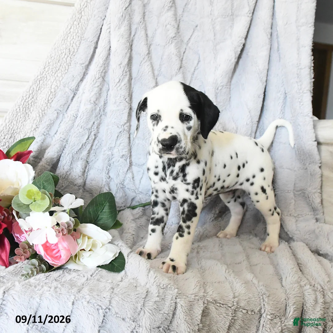 Dalmatian dogs for sale: Ellie - Ad 1