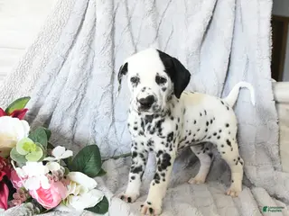 Dalmatian dogs Ellie - Ad 1