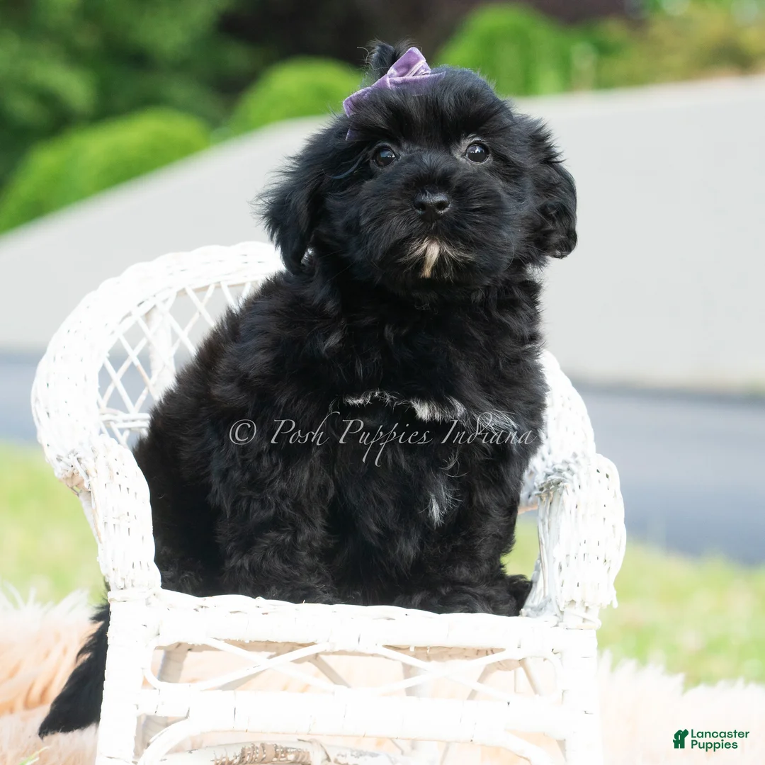 Maltipoo dogs for sale: Jameson - Ad 6