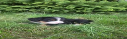 Bernedoodle dogs for sale: Bernedoodle orange - Ad 8