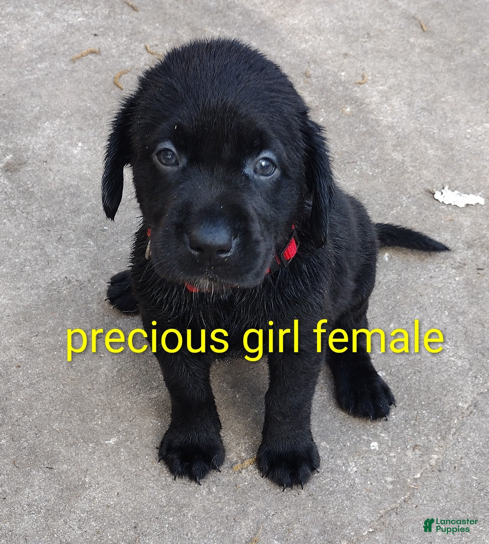 Labrador Retriever dogs Labrador Retriever Puppy 8 - Ad 6