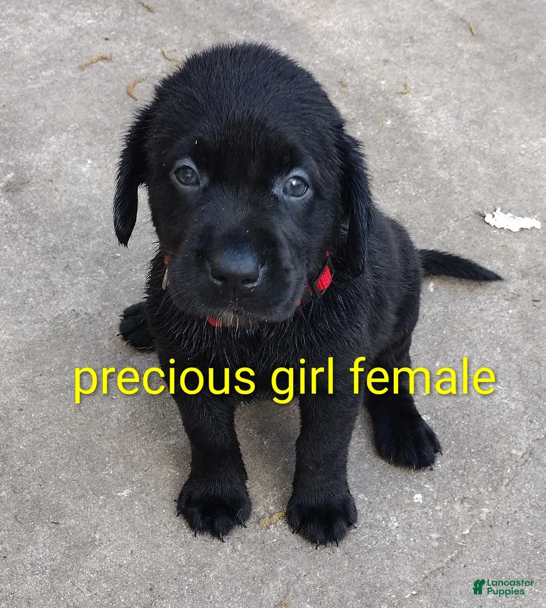 Labrador Retriever dogs for sale: Labrador Retriever Puppy 8 - Ad 1