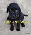Labrador Retriever Puppy 8
