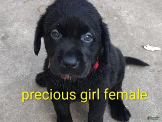 Labrador Retriever dogs Labrador Retriever Puppy 8 - Ad 6