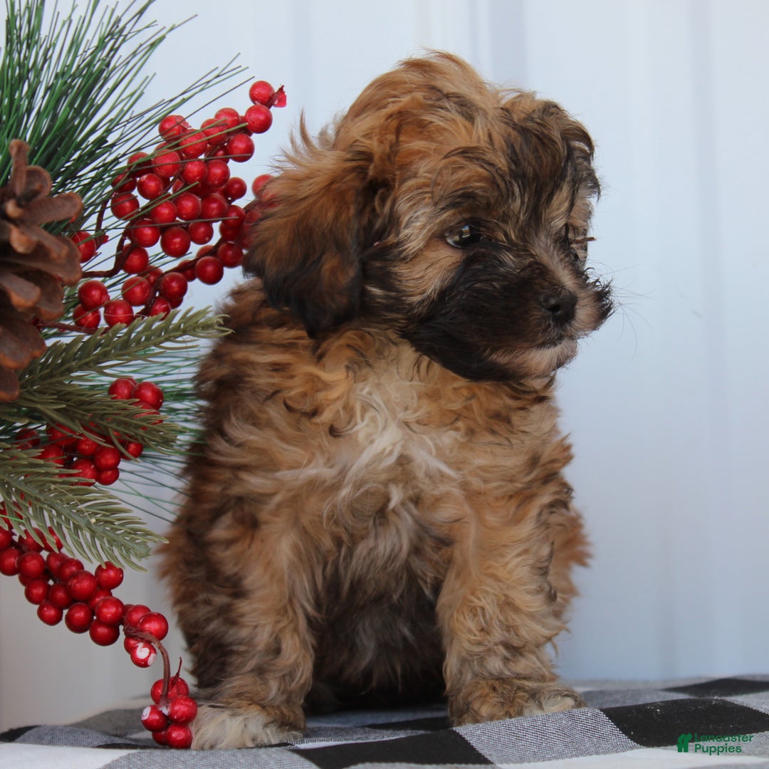 Shihpoo dogs for sale: Sparky - F1 - Ad 3