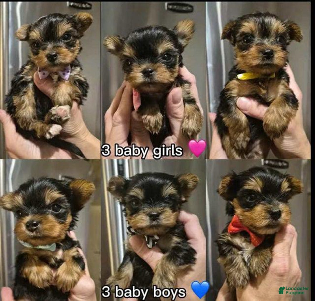 Yorkshire Terrier dogs for sale: Milo - Ad 5