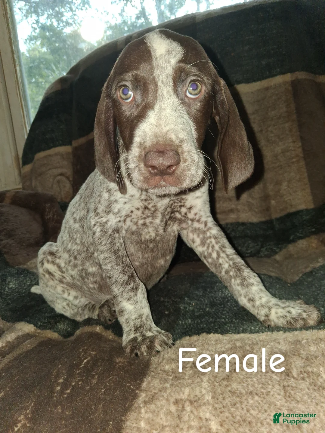 German Shorthaired Pointer dogs for sale: German Shorthaired Pointer Puppy 3 - Ad 1