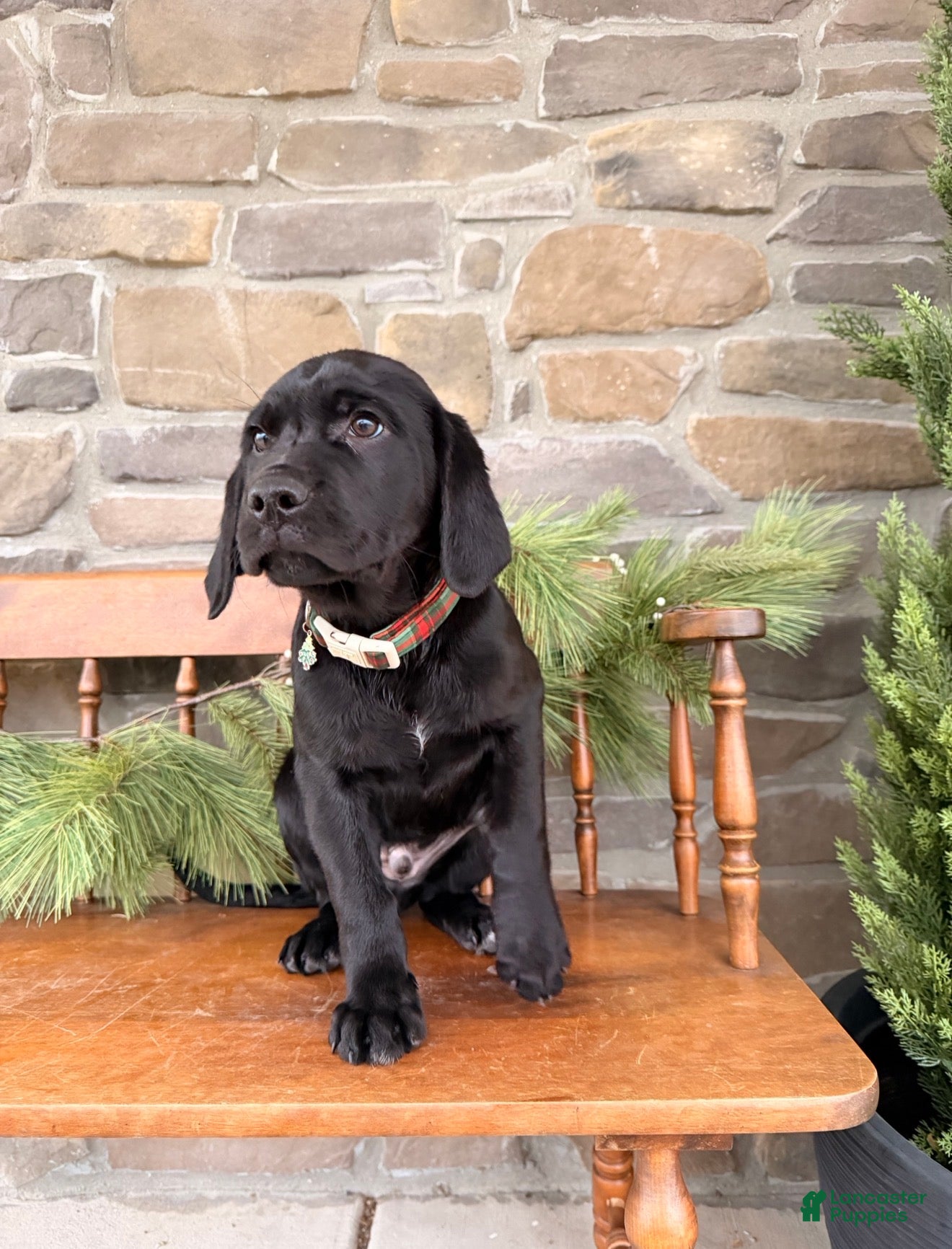 Mixed Breed dogs Rhodes  - Ad 22