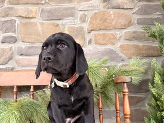 Mixed Breed dogs Rhodes - Ad 22