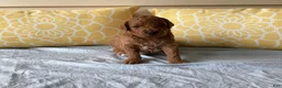 Mini Goldendoodle dogs for sale: Mini Goldendoodle “Bear” - Ad 4