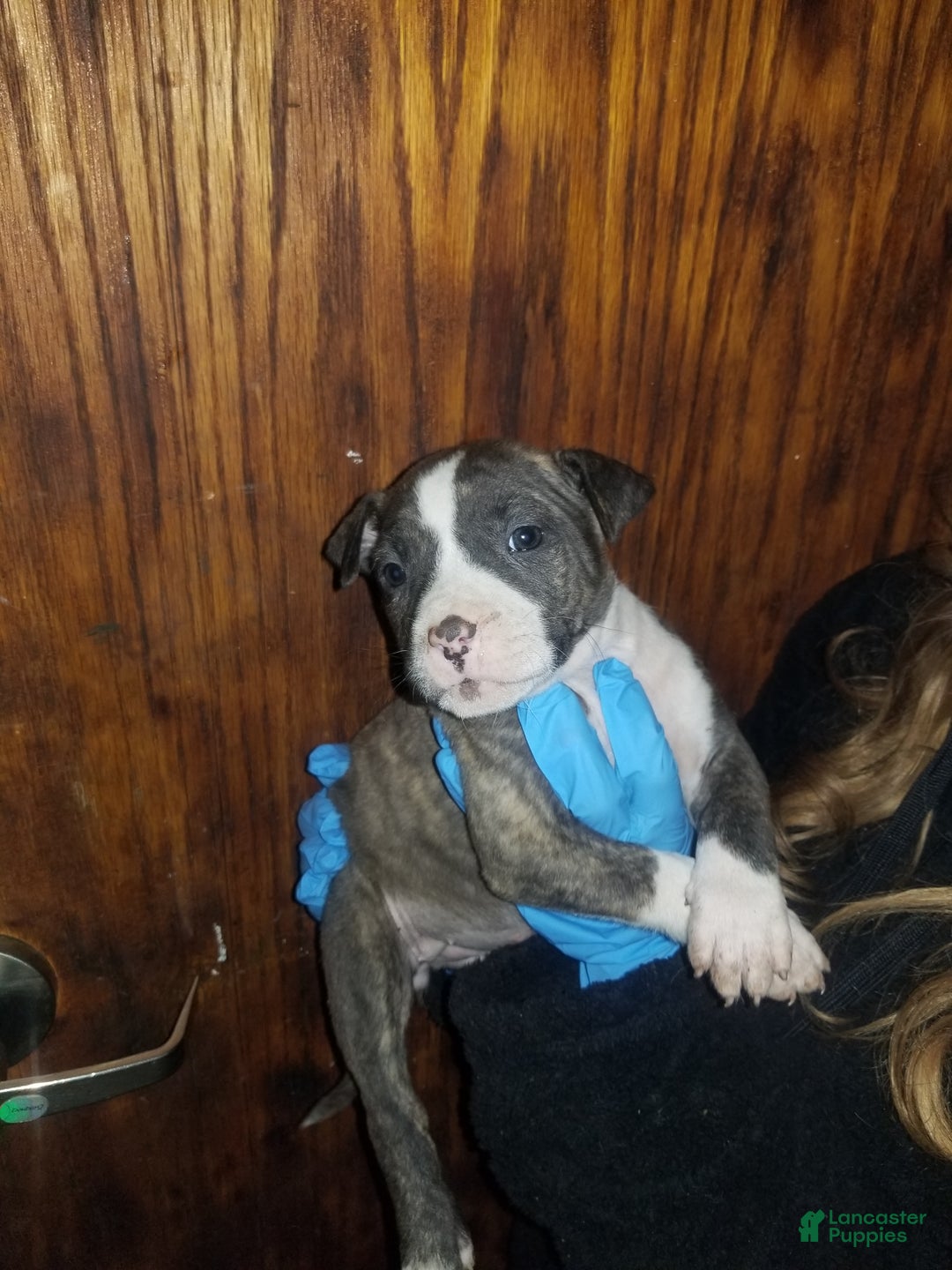 Cane Corso dogs for sale: Cane Corso Puppy 5 - Ad 5