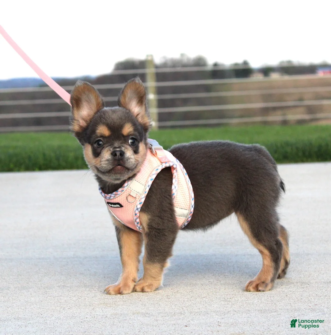 French Bulldog dogs for sale: Princes - Ad 2