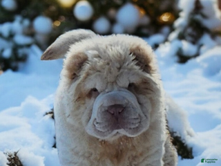 Shar Pei dogs Powder Bear - Ad 1