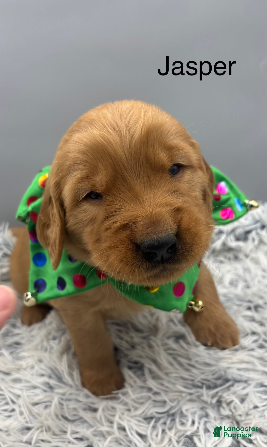 Golden Retriever dogs for sale: Golden Retriever Puppy - jasper - Ad 2