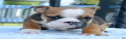 Mixed Breed dogs for sale: Bruno mini hybrid bulldog  - Ad 23
