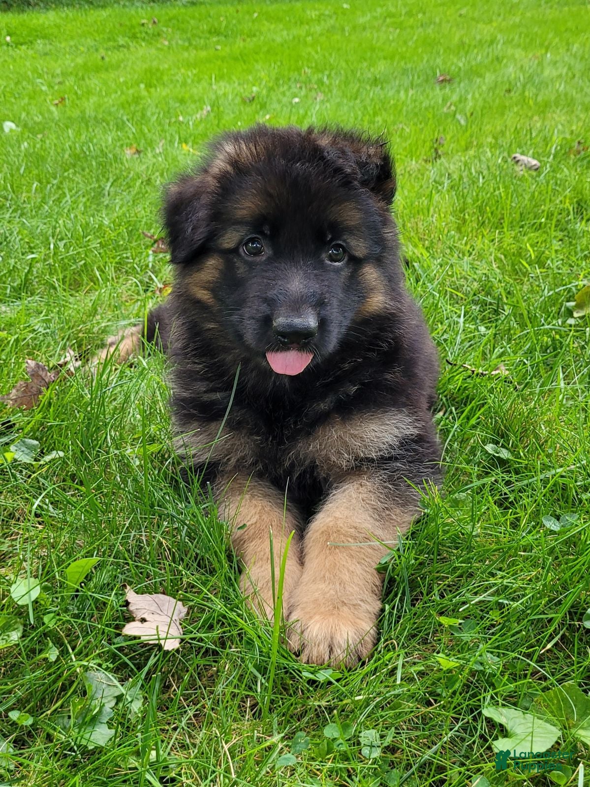 German Shepherd dogs Dallas - Ad 2