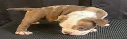 American Bully dogs for sale: American Bully 4 - Ad 4