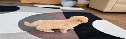 Mixed Breed dogs for sale: Mixed Breed 2 - Ad 9