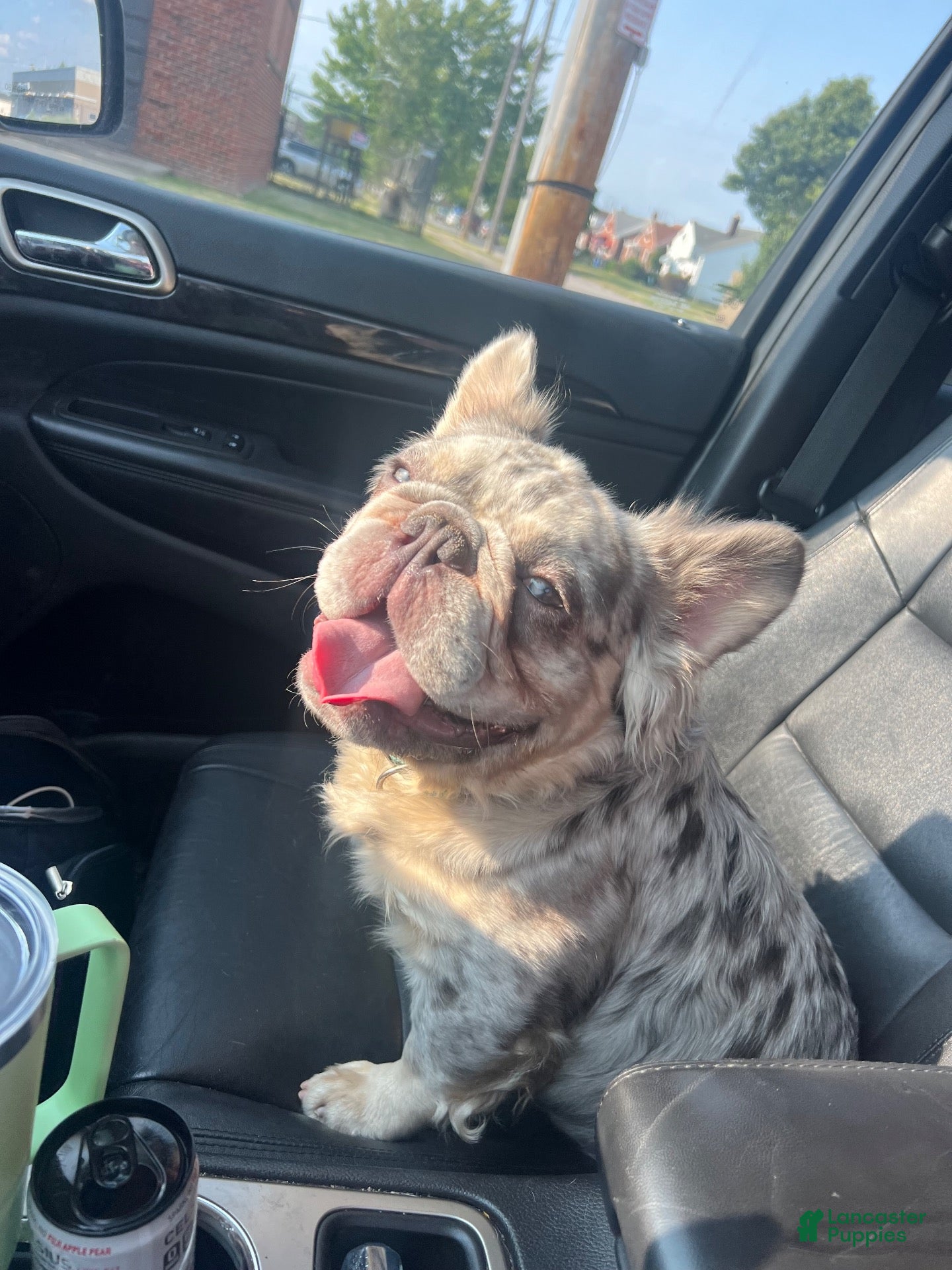 French Bulldog dogs Ragnar - Ad 1