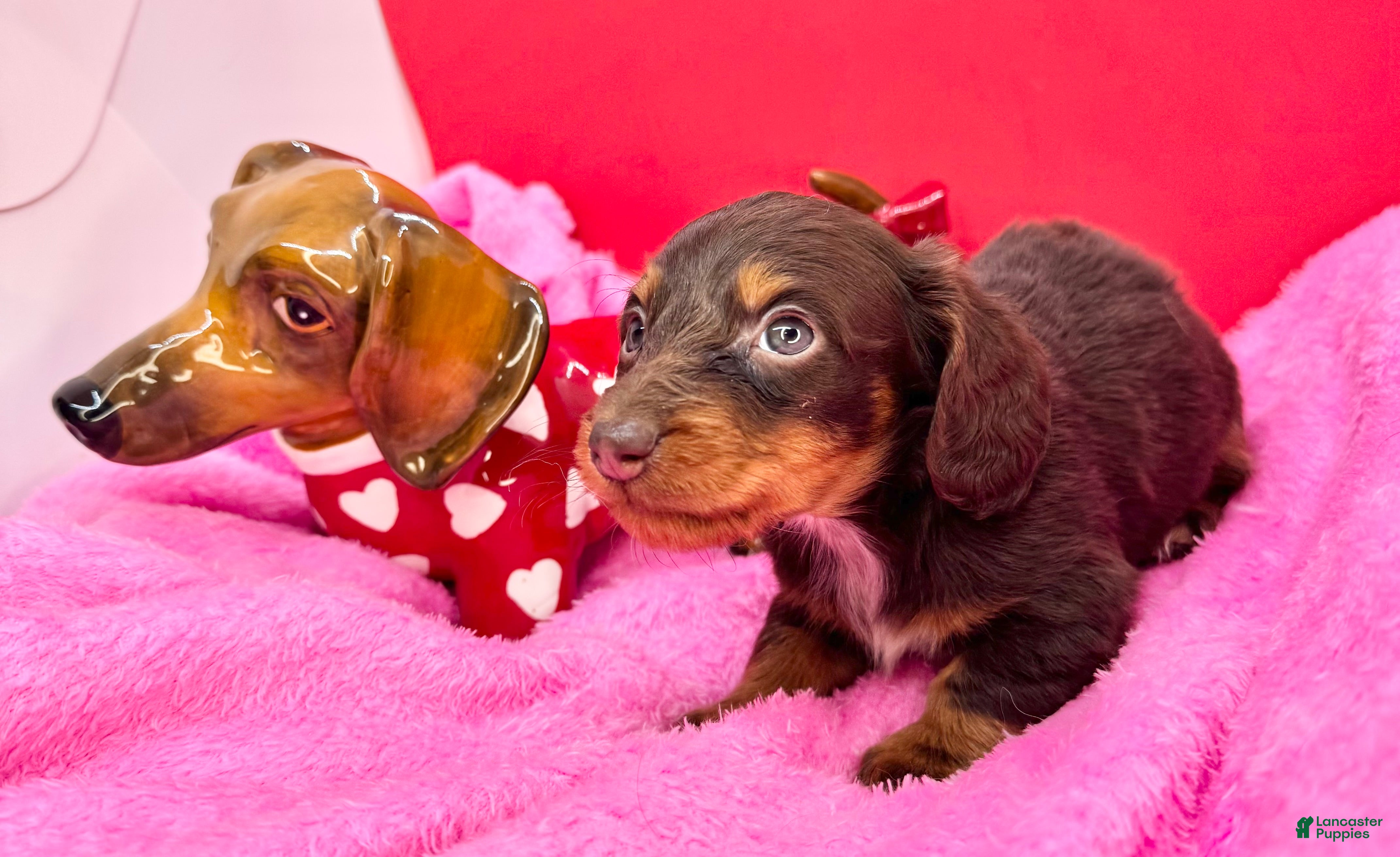 Miniature Dachshund dogs Russian AKC  - Ad 42