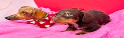 Miniature Dachshund dogs for sale: Russian AKC  - Ad 1