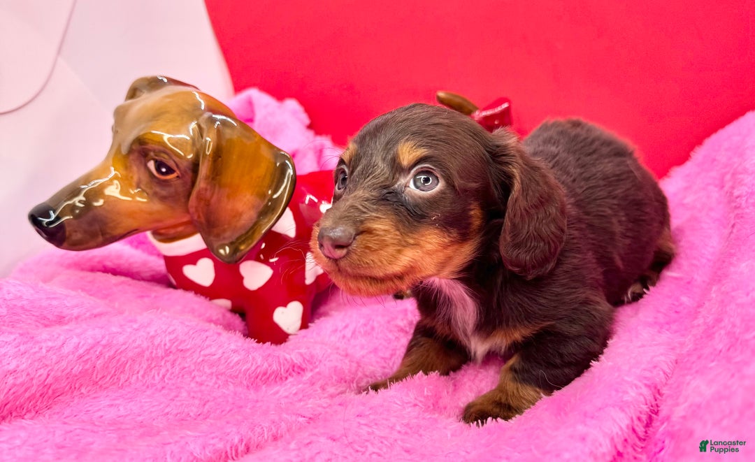 Miniature Dachshund dogs for sale: Russian AKC  - Ad 1