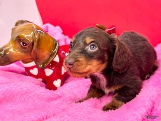 Miniature Dachshund dogs Russian AKC - Ad 42