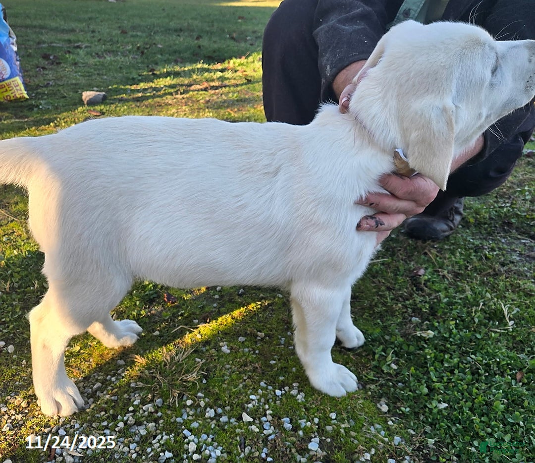 Labrador Retriever dogs for sale: Peter - Ad 2