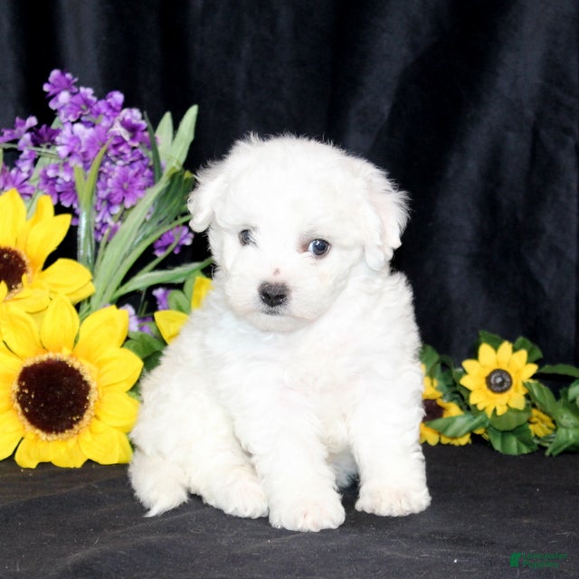 Bichon Frise dogs Carman - Ad 1