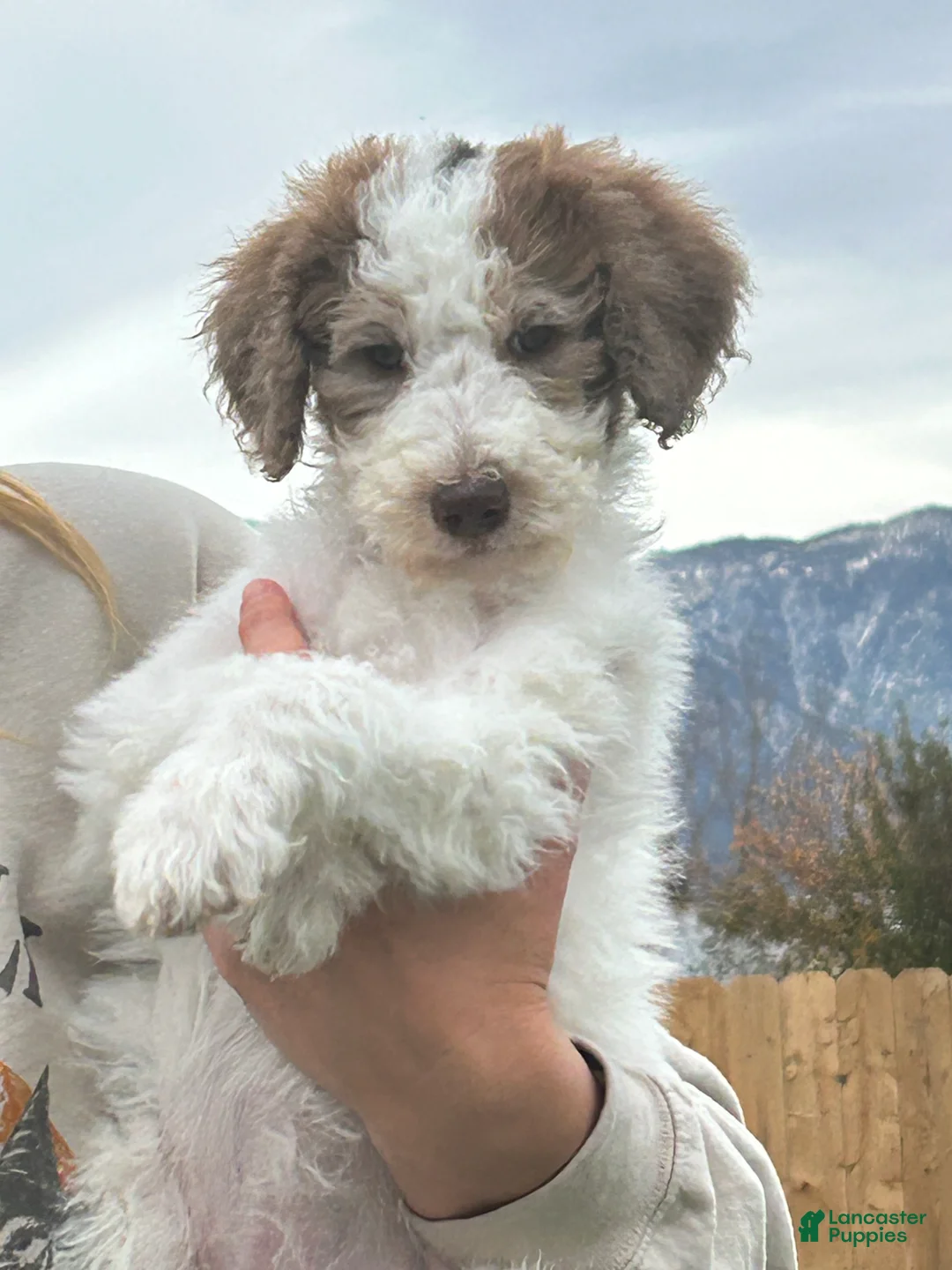 Standard Poodle dogs for sale: Standard Poodle 4 - Ad 1