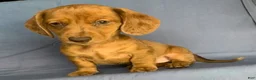 Miniature Dachshund dogs for sale: Chip - Ad 8