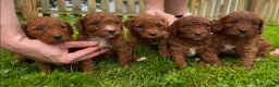 Mini Goldendoodle dogs for sale: Marigold - Ad 5