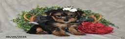 Yorkshire Terrier dogs for sale: Dori - Ad 5